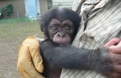 Care for Orphan Chimpanzee in Senegal