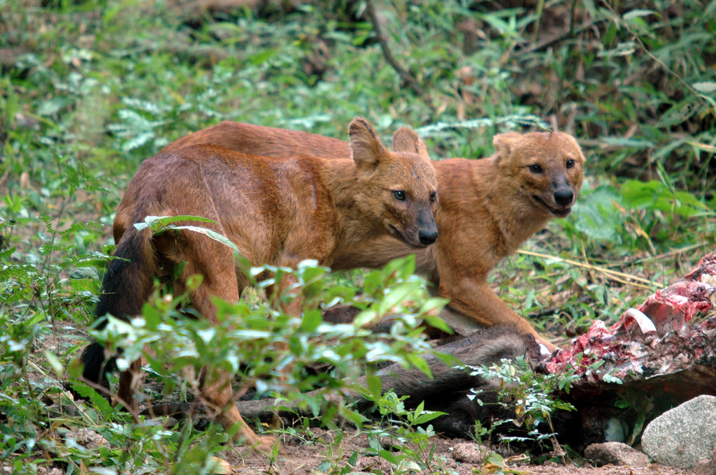 Dholes (Asiatic wild dogs)