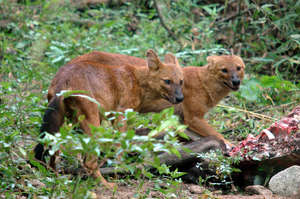Dholes (Asiatic wild dogs)