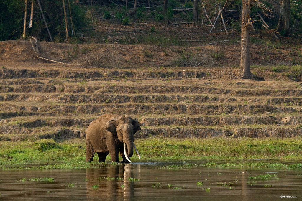 Elephant on vacated lands