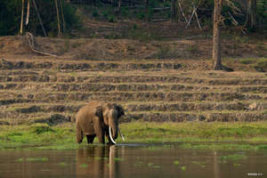 Elephant on vacated lands