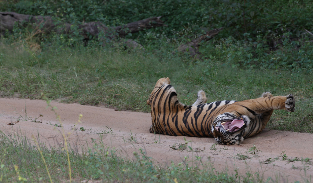 Securing Tiger and Elephant Habitat in India