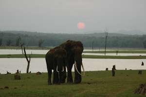 Asian elephants