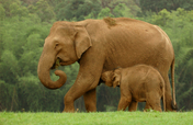 Securing Tiger and Elephant Habitat in India