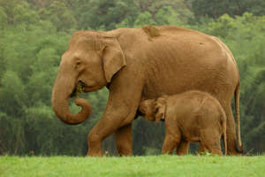 Securing Tiger and Elephant Habitat in India
