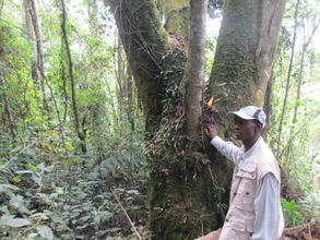 A mature forest in Nyungwe National Park