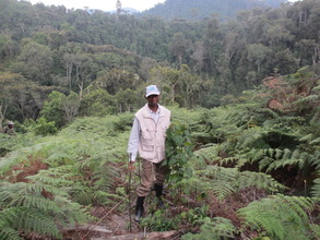 Felix undertaking forest restoration work
