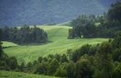 Restore a Forest in Rwanda