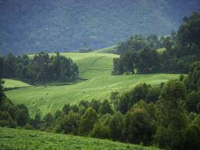 Restore a Forest in Rwanda