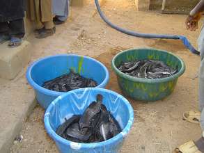 All the fish in this 3 containers weight 100kg