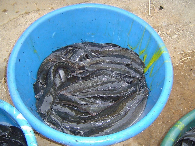 Fish Farming