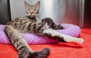 Kitten Nurseries