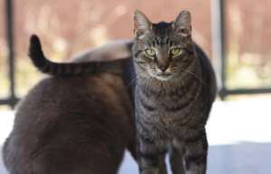 Major the cat