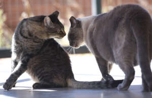 Major is gentle and loving with other cats