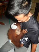 Young female orangutan, now in safe hands