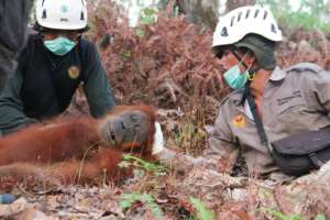 The orangutan was safely sedated