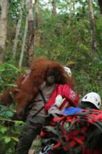 The orangutan is carried to safety