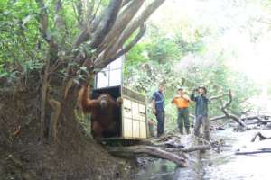 The orangutan is released to the Leuser Ecosystem