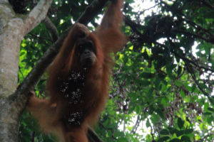 A young Sumatran orangutan female in Gunung Leuser