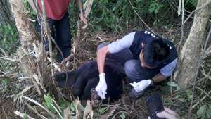 The team check the bear's paw for injuries