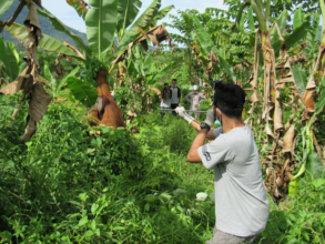 Rescue of a male orangutan raiding crops