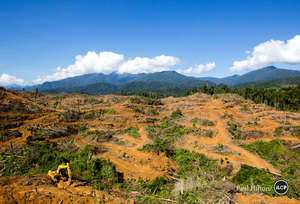 A bulldozer inside the protected Leuser Ecosystem