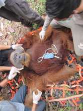 Bayu. Photo credit: Orangutan Information Centre