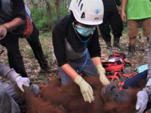 Conducting a health check on Sally.