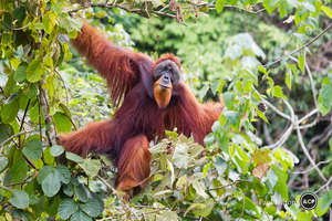 Friday in the forest canopy