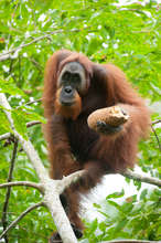 The orangutan before it was captured