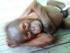 Adij before his rescue. Photo courtesy of OIC.