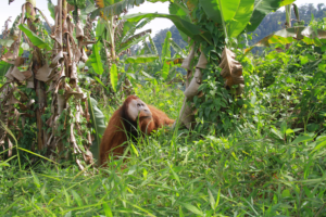 An adult male orangutan was trapped in  farmlands