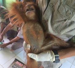 A baby orangutan confiscated from the pet trade