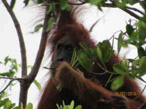 Female orangutan near a plantation