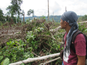 Monitoring isolated orangutans