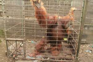 Krismon in the cage where he was kept for 20 years