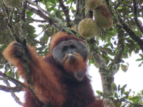 Orangutan safely back in protected forest