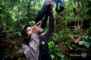 Member of rescue team aims the tranquiliser dart