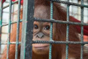 Cece has been saved from terrible conditions