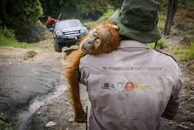 Orangutan rescue