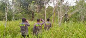 Monitoring orangutan activity in the area