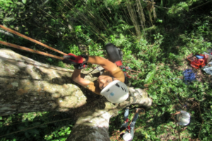 Tree climbing training
