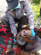 The wild male orangutan is checked by the vet