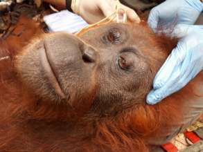 healthy female being inspected