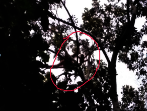 orangutan and baby found during monitoring