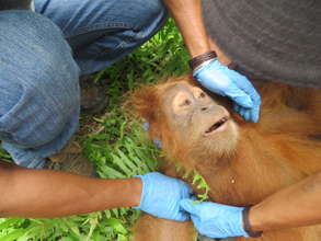 This male orangutan had been kept as a pet