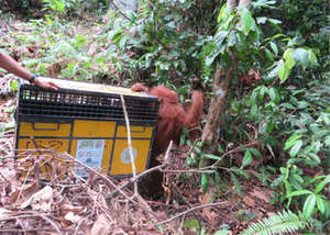 The orangutan returns to the wild