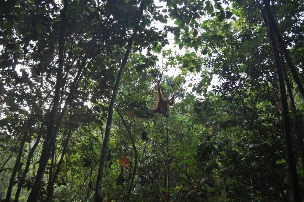 Orangutan Rescue: On the frontline in Sumatra