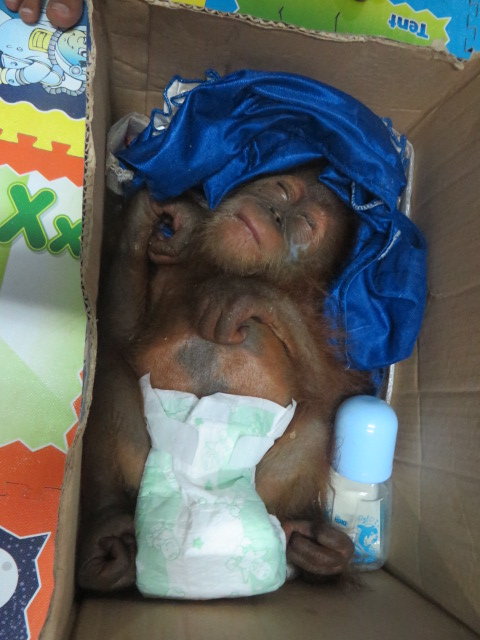 Orangutan Rescue: On the frontline in Sumatra