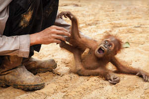 Terrified baby orangutan -  by Hanna Adcock